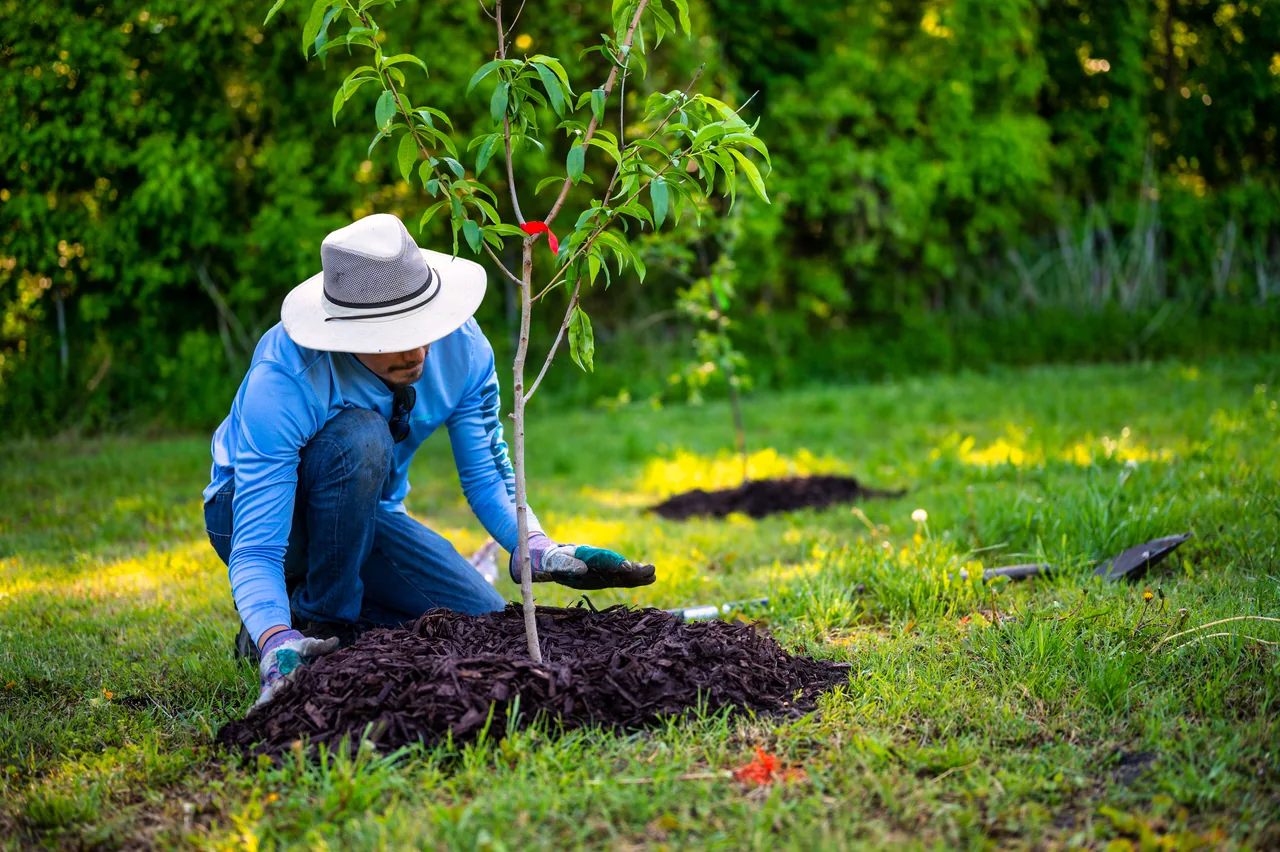 A landscaper in a blue shirt and hat planting a young tree on a sunny lawn